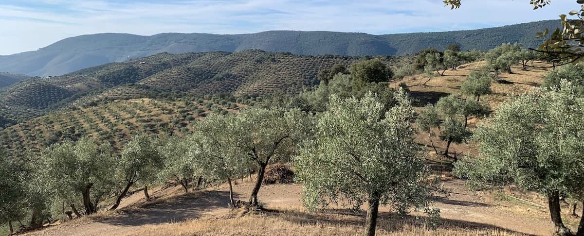 Paysage vallonné d’Andalousie rurale avec champs d’oliviers à perte de vue et collines verdoyantes en arrière-plan