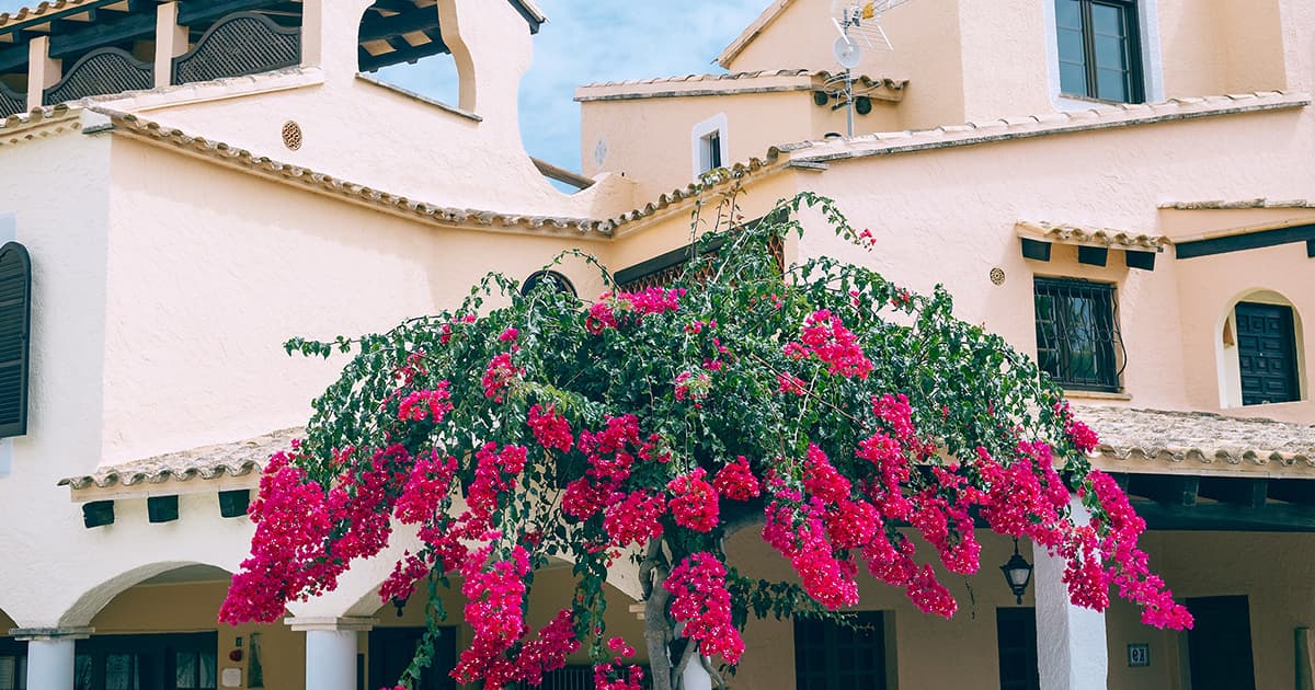 Arbre fleuri sur une maison en Espagne