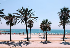 Plage de la Barceloneta à Barcelone, front de mer et palmiers